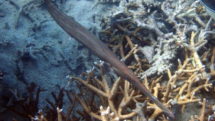 Aulostomus chinensis