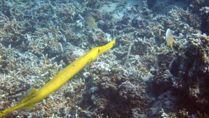 Aulostomus chinensis