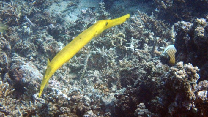 Aulostomus chinensis