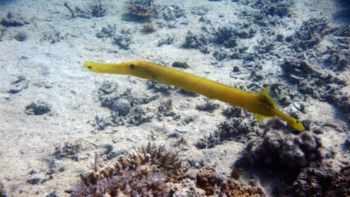 Aulostomus chinensis