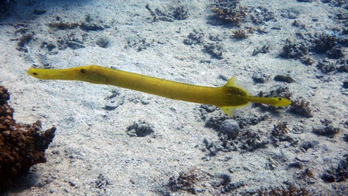 Aulostomus chinensis
