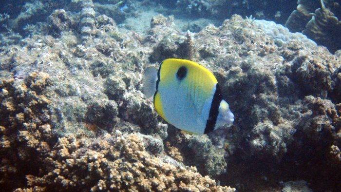 Chaetodon unimaculatus
