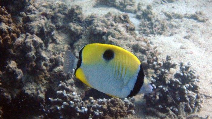 Chaetodon unimaculatus
