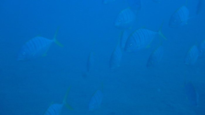 Gnathanodon speciosus