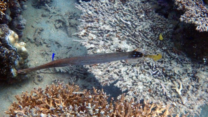 Aulostomus chinensis