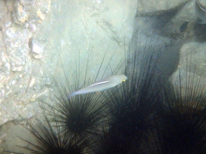 Scolopsis ciliata