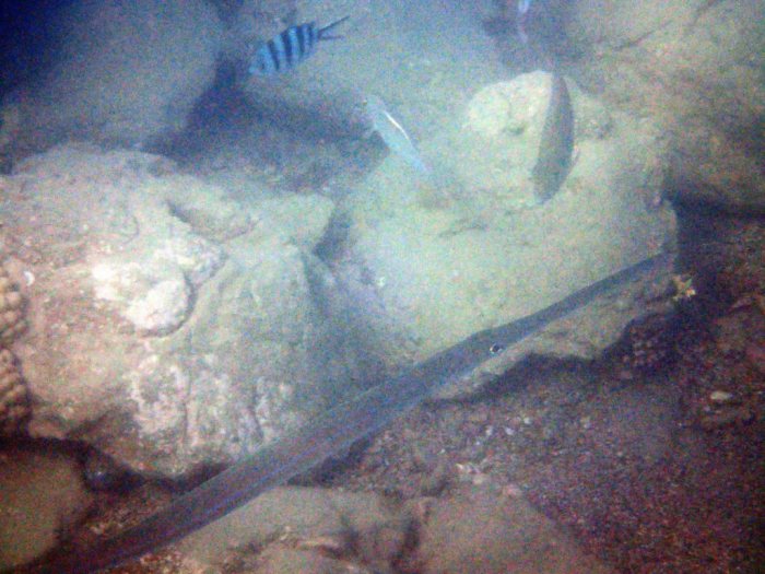 Fistularia commersonii