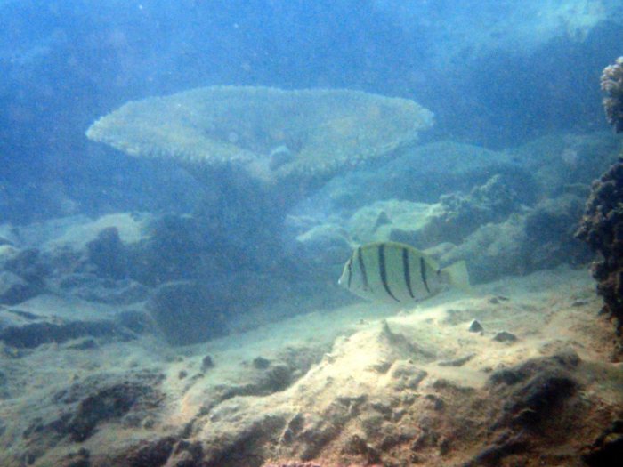 Acanthurus triostegus