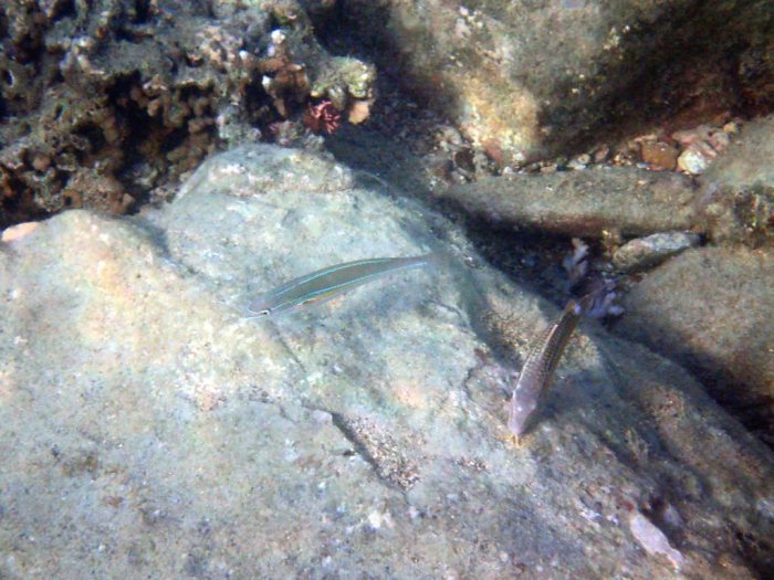 Stethojulis strigiventer