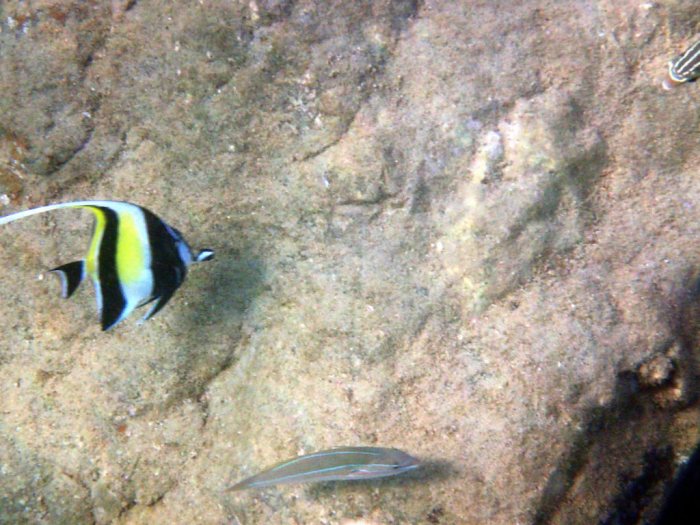 Zanclus cornutus