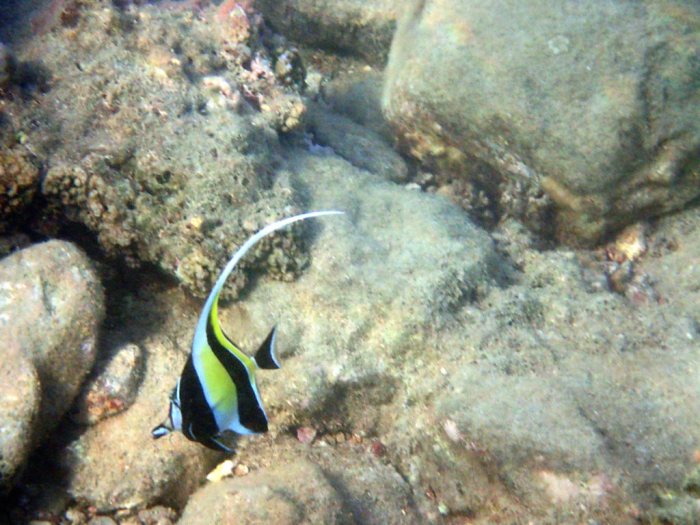 Zanclus cornutus