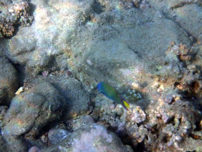 Thalassoma lunare