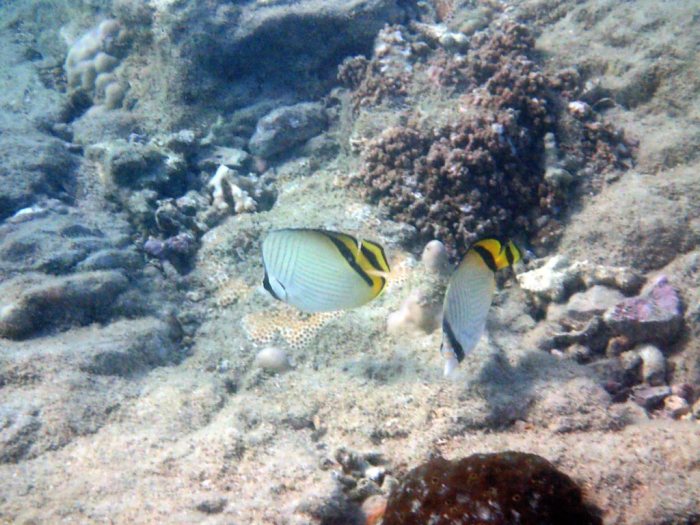 Chaetodon vagabundus