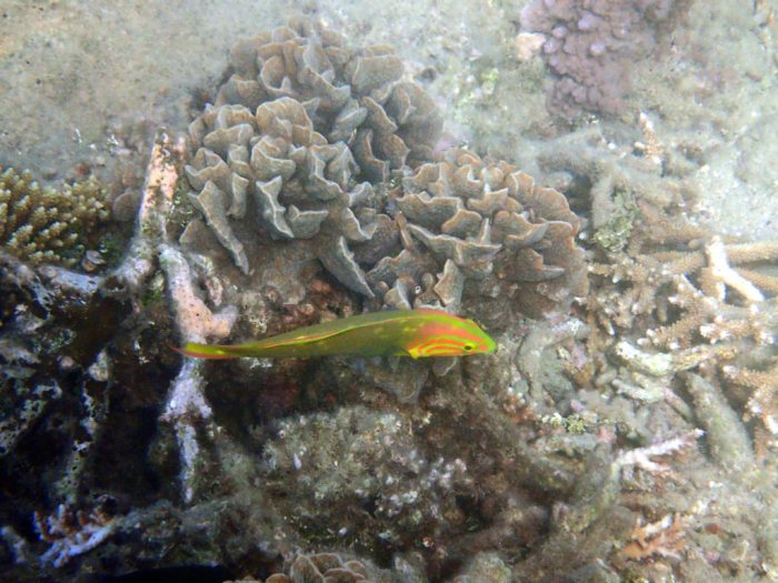 Thalassoma lutescens
