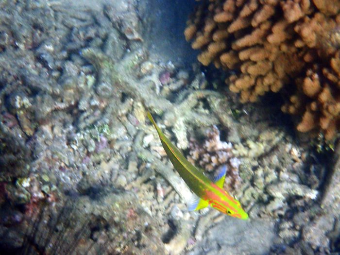 Thalassoma lutescens