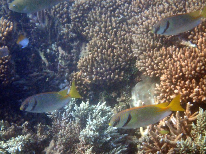Siganus doliatus
