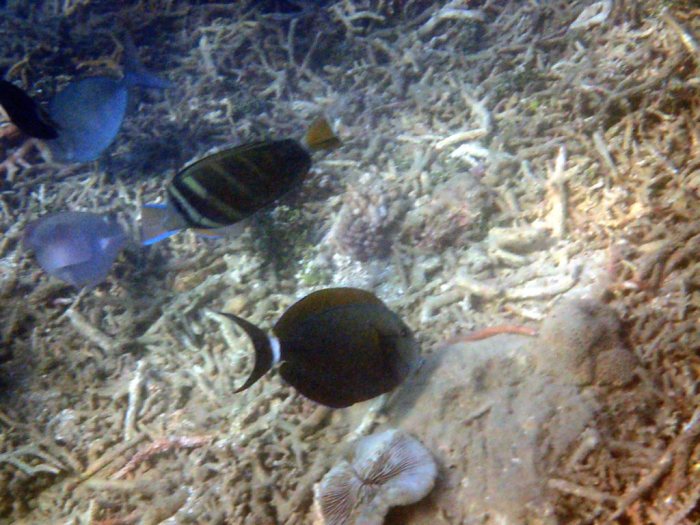 Acanthurus blochii