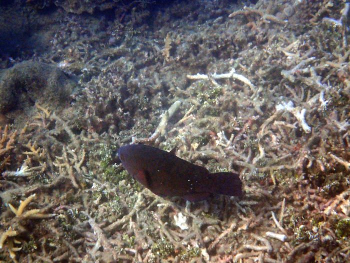 Scarus altipinnis