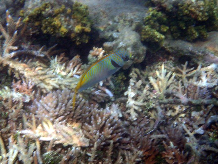 Siganus doliatus