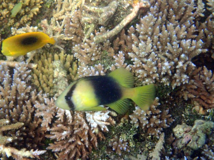 Diploprion bifasciatum