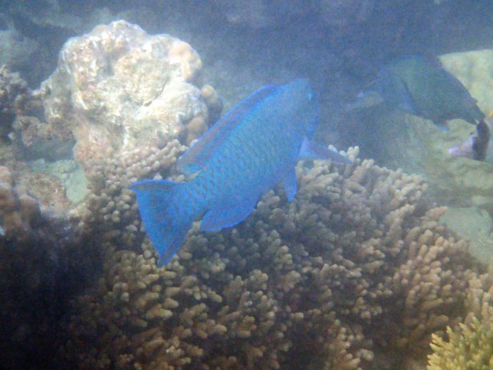 Chlorurus microrhinos