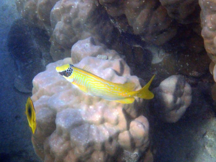 Siganus puellus