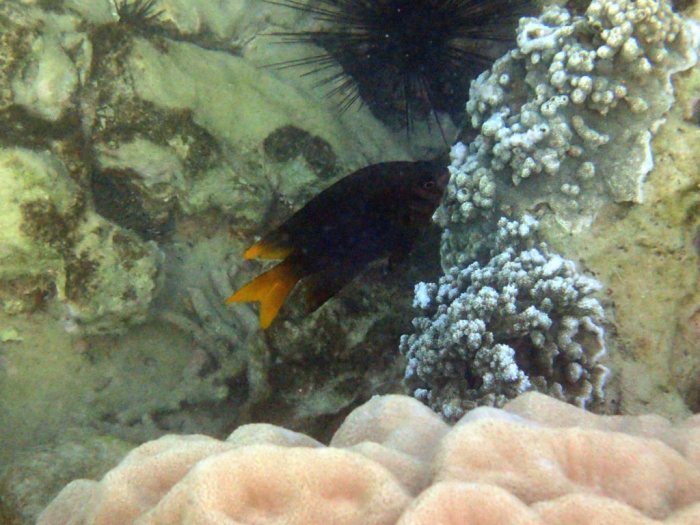 Neoglyphidodon nigroris
