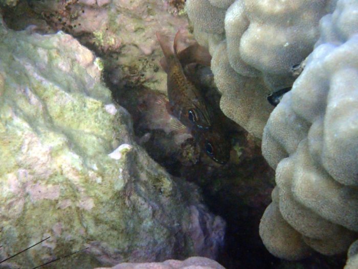 Ostorhinchus norfolcensis