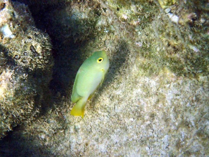 Amblyglyphidodon aureus