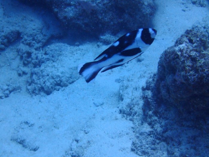 Macolor niger