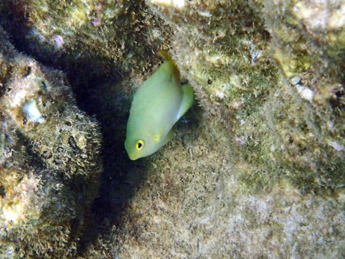 Amblyglyphidodon aureus