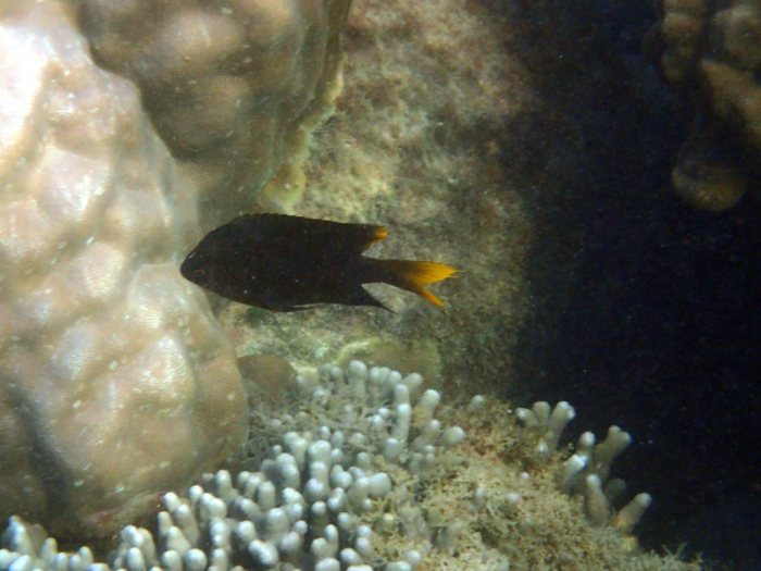 Neoglyphidodon nigroris