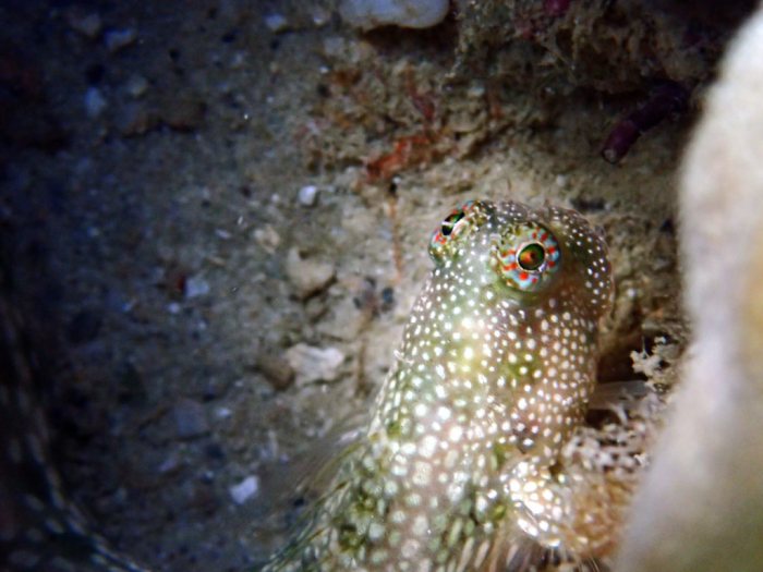Salarias alboguttatus