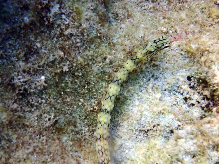 Corythoichthys haematopterus