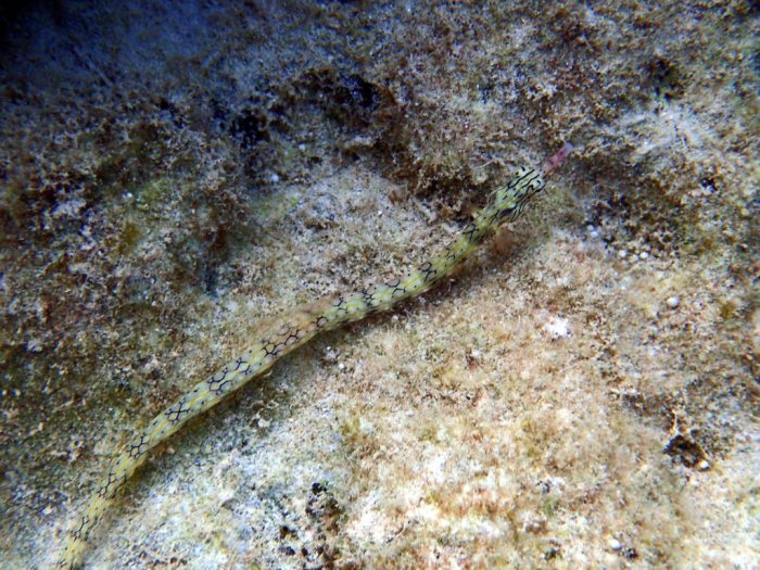 Corythoichthys haematopterus