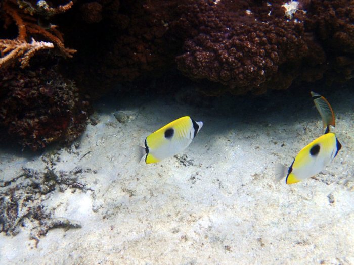 Chaetodon unimaculatus