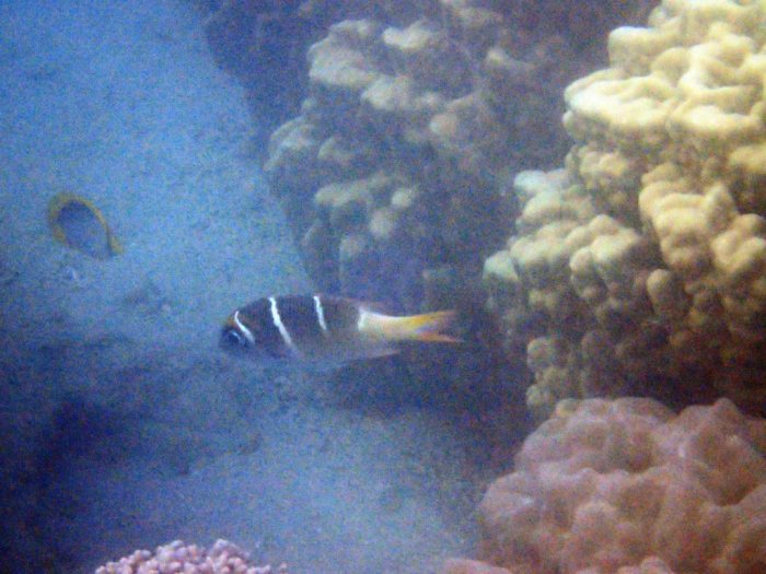Monotaxis Heterodon