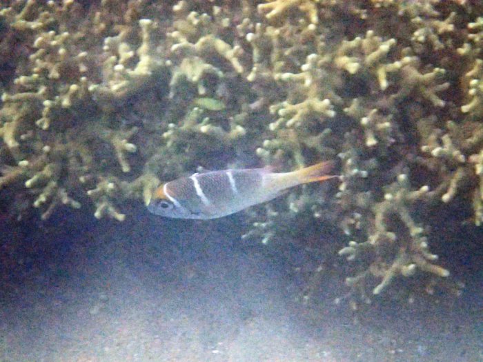 Monotaxis Heterodon