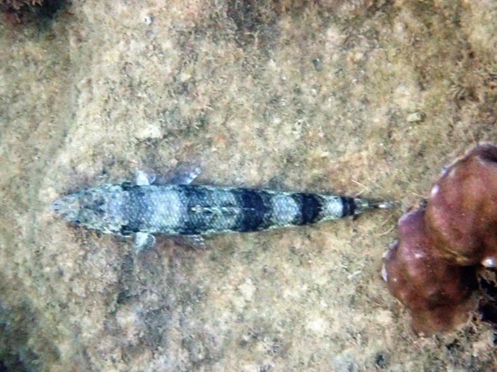 Synodus binotatus