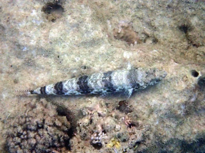 Synodus binotatus