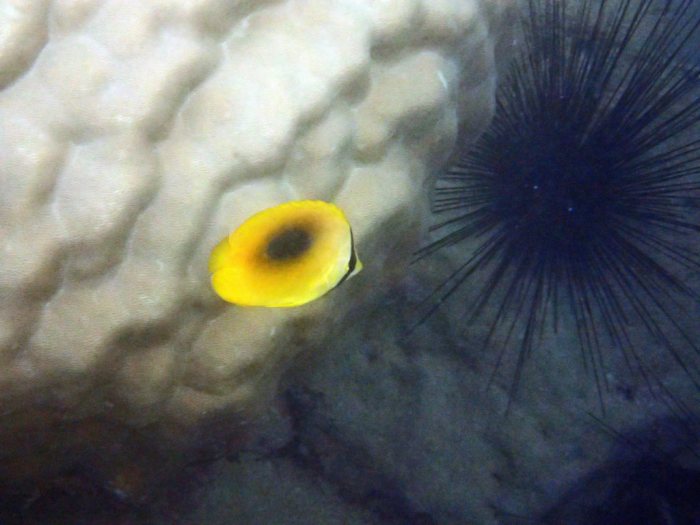 Chaetodon speculum