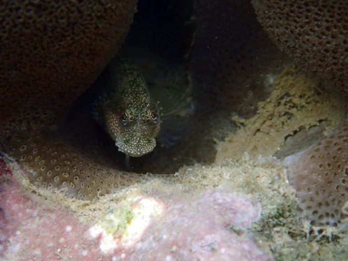 Salarias alboguttatus