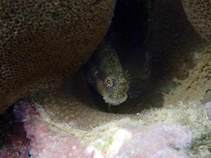 Salarias alboguttatus