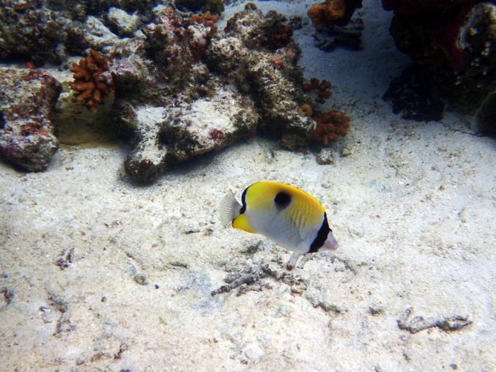 Chaetodon unimaculatus