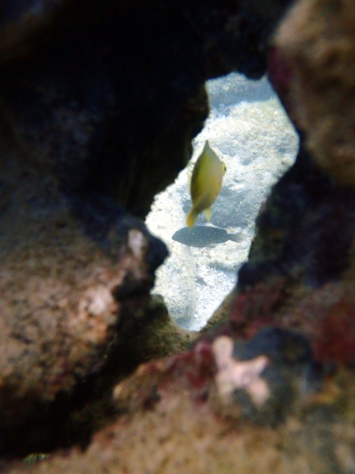 Amblyglyphidodon aureus