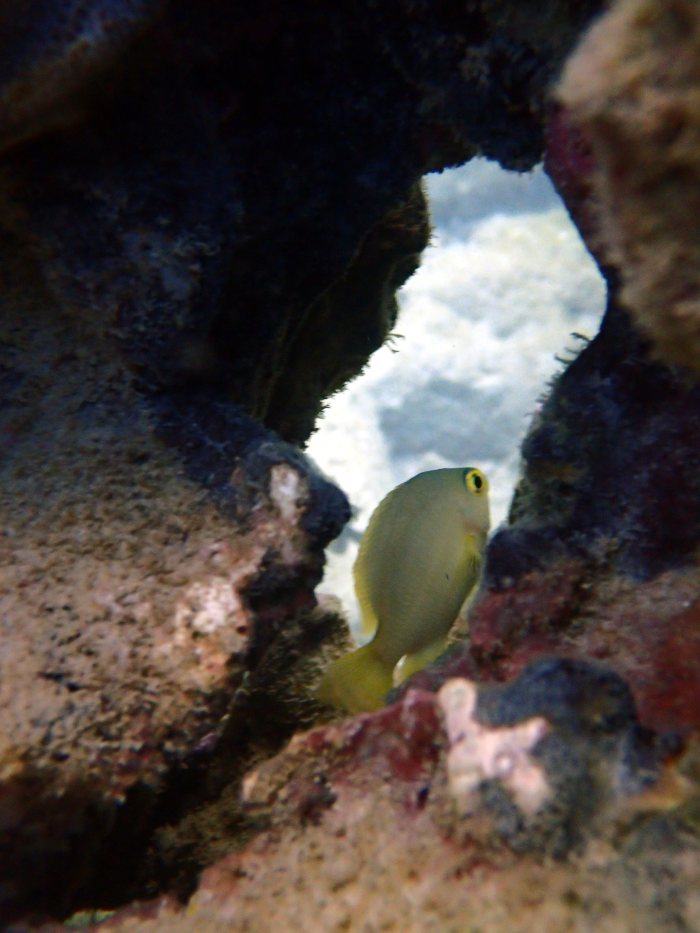 Amblyglyphidodon aureus