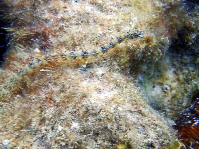 Corythoichthys haematopterus