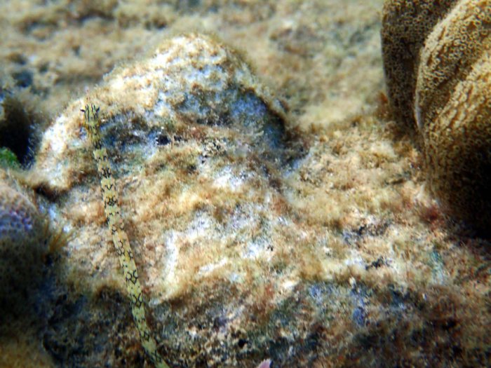 Corythoichthys haematopterus