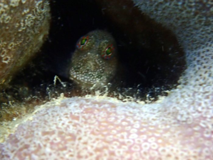 Salarias alboguttatus
