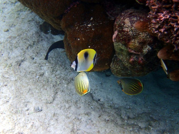 Chaetodon pelewensis